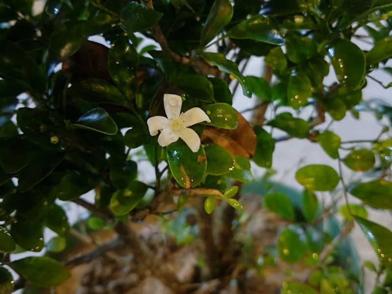 Open Sky Food Court View 4